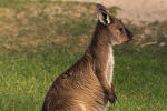 Braunes Wallaby Känguru, Australien