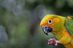 Sonnensittich, südamerikanischer Papagei
