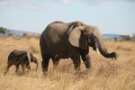 Elefanten im Masai Mara Reservat, Kenia
