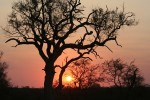 Sonnenuntergang im Afrikanischen Busch