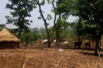 Traditionelle Hütte mit Vieh, Nigeria