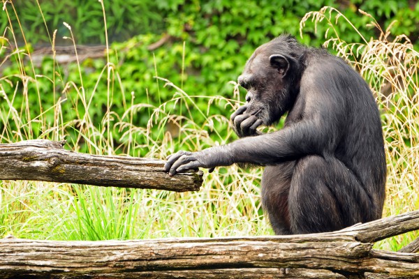 Schimpanse, Elfenbeinküste