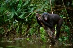 Schimpanse Bonobo Affe, Kongo