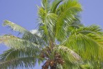 Kokosnusspalme, Polynesische Inseln