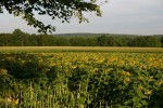 Sonnenblumen, Buttonwood Farm in Griswold