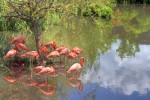 Flamingos im Wasser