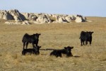 Schwarze Kühe in Nebraska