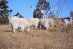 Schafe beim Mount Rushmore