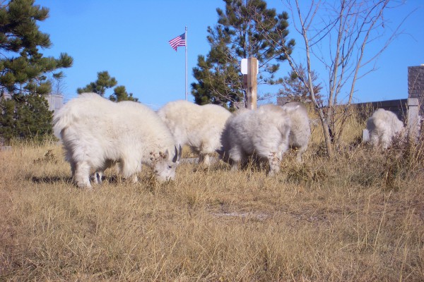 Schafe beim Mount Rushmore