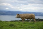 Schweizer Kuh im Seenland