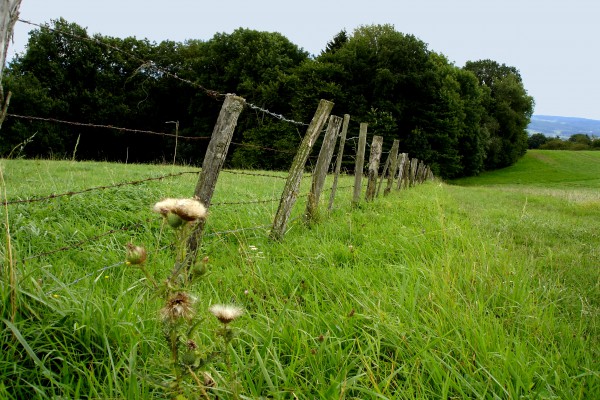 Saftige Wiese im Pays de Fribourg