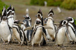 Magellan-Pinguine in Patagonien