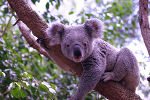 Koala in its natural habitat