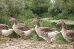 Hutovo Blato, grösstes Naturreservat für Sumpfvögel in Europa