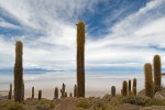 Cactus at Isla de Pescado, Bolivia
