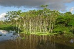 Amazonas Landschaft, Brasilien