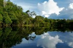 Regenwald am Amazonas River
