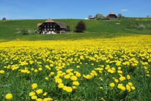 Schweizer Mittelland