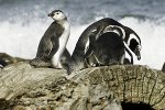 Magellan-Pinguine Patagonien, Chile