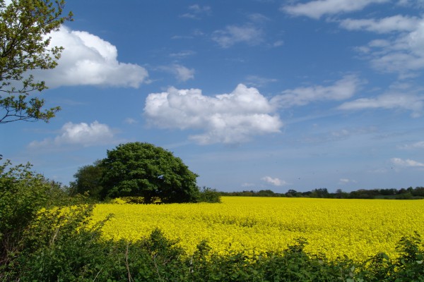 Landwirtschaft mit Rapsfeldern, Schleswig Holstein