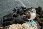 Blue Footed Booby, Galapagaos
