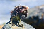 Iguana, Galapagos