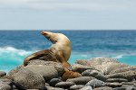Seelöwe, Galapagos