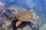 Schildkröte bei den Galapagos Inseln
