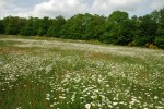 Feld bei Saint-Pardoux, Region Limousin