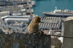 Berberaffe am Affenfelsen, Gibraltar