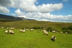 Schafe in den Connemara Mountains