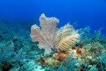 Soft Coral und Seefarn, Cayman Islands