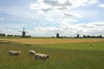 Windmühle in Den Haag