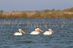 Pelikane im Donau Delta, Rumänien