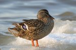 Ente im eisigen Schnee, Schweden