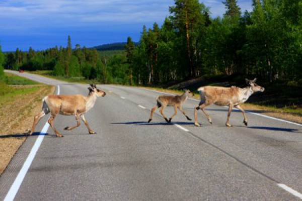 Rentierfamilie, Lapland