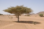 Akazie in der Bayuda-Wüste, Sudan