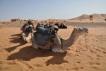 Kameltrekking in der Sahara Wüste, Marokko