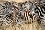 Zebras im Masai Mara Reservat, Kenia