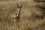 Giraffengazelle in Ostafrika