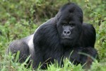 Gorilla Silberrücken, Ruanda