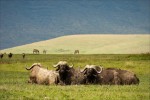 Büffel im Gras in einem Krater von Ngoro Ngoro, Tansania