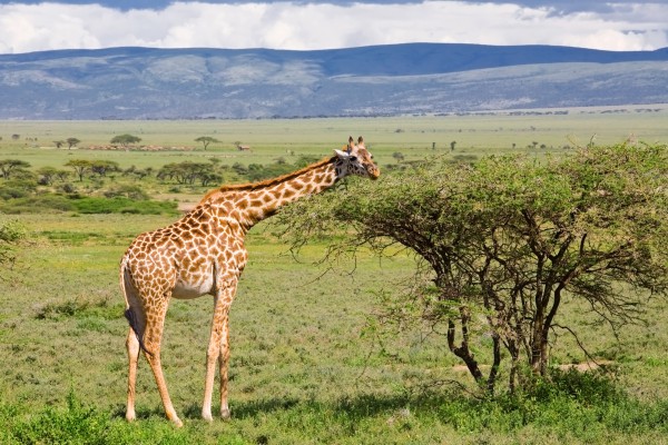 Giraffe in der Serengeti, Tansania