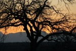 Baum im Kruger Nationalpark, Südafrika