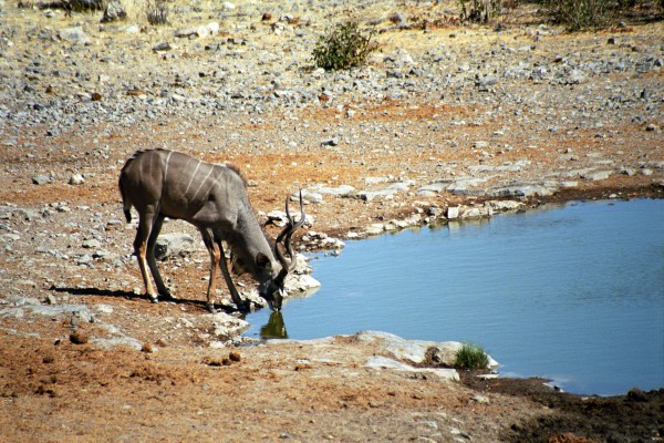 Grosser Kudu im Etosha Nationalpark, Namibia