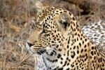 Leopard im Krüger Nationalpark, Südafrika