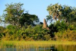 Termitenhügel im Okavango Delta, Botswana