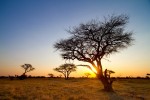 Hwange Nationalpark, Zimbabwe