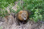 Löwe im Krüger Nationalpark, Südafrika
