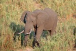 Afrikanischer Elefant im Krüger Nationalpark, Südafrika